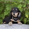 Longhaired Miniature Dachshund Baby Girl