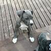 XL Bully Puppy