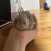 Hand fed cinnamon whiteface cockatiel
