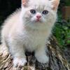 TICA British Shorthair Cream Golden boy