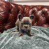 Adorable Blue Male French Bulldog Puppy – Ready Now!
