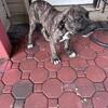 Puppies for sale (males and females )