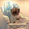 Pomeranian puppies at affordable prices