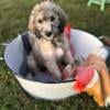 Labradoodle puppies