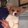 UKC Reg. Pembroke welch Corgi puppies