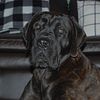 AKC English Mastiff Male 24 months old (Professionally Trained)