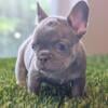 French bulldog lilac and tan male