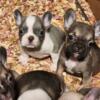 French Bulldog Puppies Available