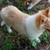 Collie pups AKC males and females