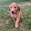 F1 Goldendoodles Puppies