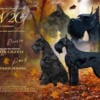 AKC Giant Schnauzer Puppies