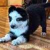 Pondholler German Shepherds  long coat pandas!!!