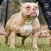 Female American Bully