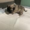 Female pug puppy shots and deworming will be done.