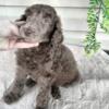 AKC standard poodle puppy girl