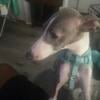 Purebred Italian greyhound for sale