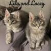 Lila and Lacey: Blue Tabby Maine Coon Kittens