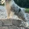 TOY Australian Shepherd Registered puppy ASDR