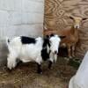 Pair of Nigerian Dwarf Does