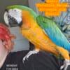 Catalina Macaw - Adult female pet