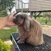 Holland Lop Buck