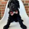 Goldendoodle Guinness Male ready now!
