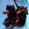 Doberman Puppies (European / American)