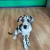 Great Dane puppy needs home asap