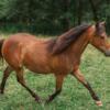 Yearling Double Registered Sport Pony Filly