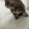 10 week old Purebred Female Persian Kitten
