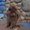 Multiple pedigreed holland lops