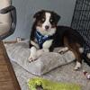 9 Month Old Aussie Male