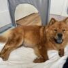 Rehoming our two beautiful chow chow females