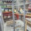 Saiberian mutation gold finches 