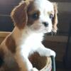 Cavalier King Charles Spaniel Puppies