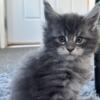 Maine Coon kittens TICA registered 