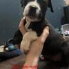 Cane Corso/Pitbull pups
