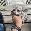 French bulldog puppys