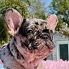 Frenchie puppies pink carriers