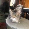 Female Maine Coon Kitten-CFA. REGISTERED