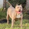 American Bully Female Rehoming