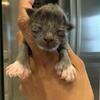 New Maine Coon litter 
