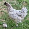 Zombie hatching eggs 
