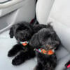 Maltipoo-Rehoming Two F1 Toy Maltipoo Sisters (2.5 Years Old)  Must Stay Together