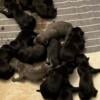 Cane Corso puppies for sale