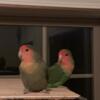 Bonded, proven pair, peach face lovebirds.