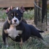 Male American Pocket Bully