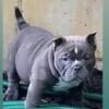 Exotic Bullies pups available