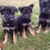 3 female German shepherd puppies