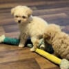 Ckc tiny toy poodle male puppy